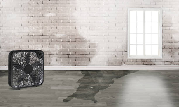Best Basement water damage restoration  in Rawls Springs, MS